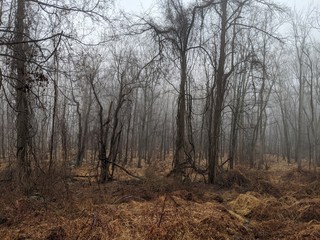 Fototapeta na wymiar Foggy forest in the winter