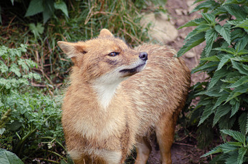 The golden jackal (Canis aureus), also known as the Eurasian golden jackal, common jackal, Asiatic jackal or reed wolf