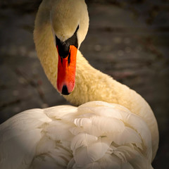 Łabędź niemy (Cygnus olor) © michalsen
