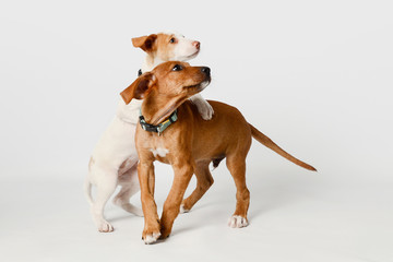 Dos cachorros de perro de raza setter y podenco jugando sobre fondo blanco