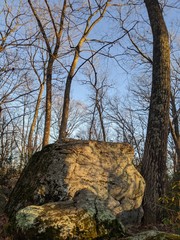 Rocky shadows in the forest