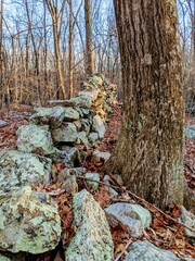 Tree against a rock wall