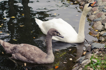 Family of swans in summer time, river, lake, pond, Europe