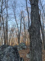 Rocks and trees at sunset