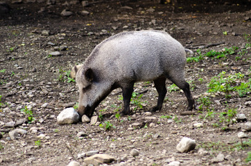 Wild boars visiting.wild boar in the zoo