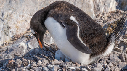 Naklejka premium Penguins spend most of their time in the ocean, but their nesting colonies (rookeries) are located far away uphill on rocky terrain.