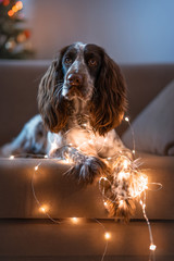 dog breed spaniel with a Christmas tree sits on a sofa