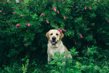 Happy dog under blooming bush looking at camera © Alexandr