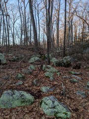 Forest in the sunset