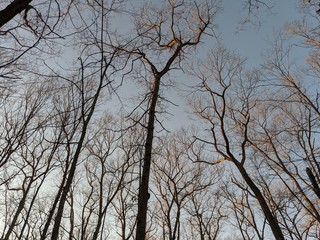 Looking at the treetops at sunset