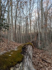 Resting tree growing moss