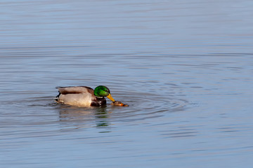 Mallards on a pond