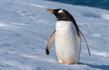 Obraz premium A gentoo penguin climbing snowy hills back to the rookery in Neko Harbor, a spectacular inlet of the Antarctic Peninsula