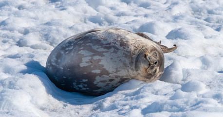 A Weddell seal relaxing on the snow on a sunny day in Neko Harbor, a beautiful inlet of the Antarctic Peninsula.