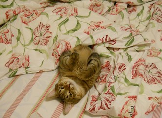 The cat woke up in bed in the morning.