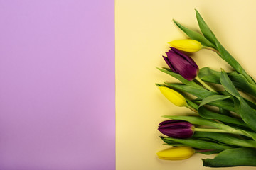 Bouquet of spring yellow and purple tulips on yellow background, top view, for Valentine's Day,  Easter, Mother's and Woman's Day.