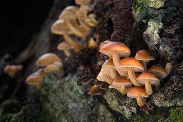 Fototapeta premium Flammulina