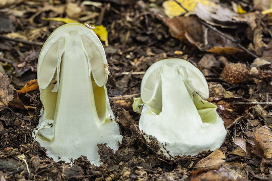 Amanita phalloides