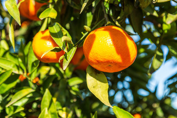 Ripe clementines in a fruit cultivation