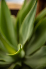 pincho cactus verde