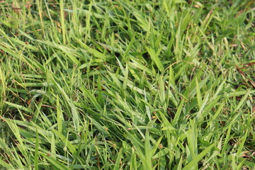 green grass with water drops