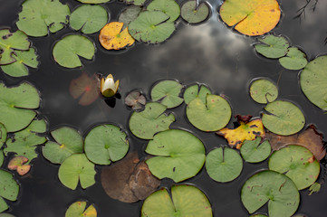 water lily in the pond