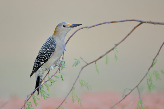 Golden-fronted Woodpecker (Melanerpes aurifrons) on branch in South Texas, USA