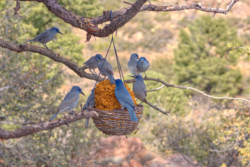 A flock of Pinyon Jays feeding on a basket of bird seed hanging from a Pinon Pine Tree limb. These birds are native to northern areas of Arizona.