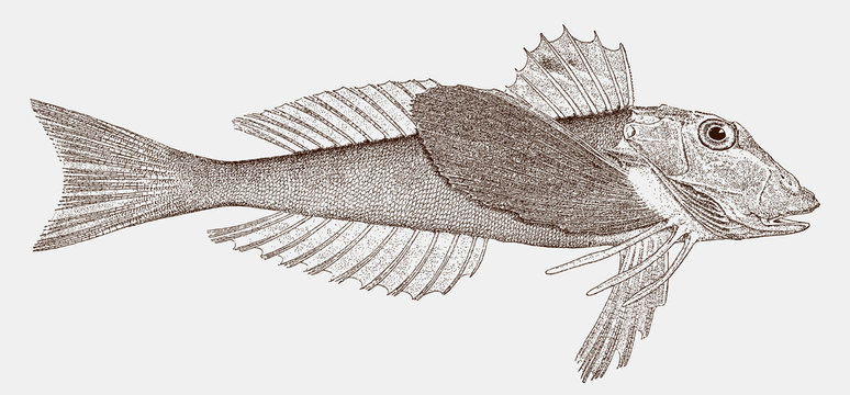 Northern sea robin prionotus carolinus, marine fish from the western Atlantic Ocean in side view