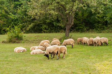 Obraz na płótnie Canvas Flock of sheep grazing in green grass summer mountain meadow
