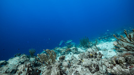 Fototapeta na wymiar Seascape in turquoise water of coral reef in Caribbean Sea / Curacao with Barracuda, coral and sponge