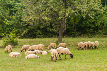 Flock of sheep grazing in green grass summer mountain meadow