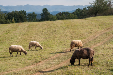 Flock of sheep grazing in green grass summer mountain meadow