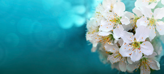 Blooming white flowers of cherry trees in the spring.