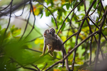 Capuchin monkey female carrying her cub