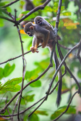 Capuchin monkey female carrying her cub