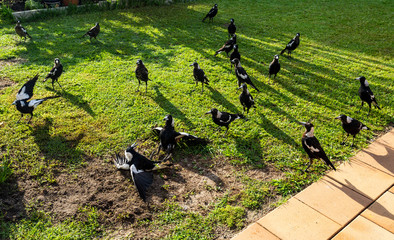 Redcliffe Australian Magpies at Sunrise
