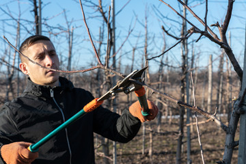 Fototapeta premium Young attractive man in black jacket and orange work gloves pruning tree brunch with pruning shears, male working in his apple garden, autumn, spring winter time