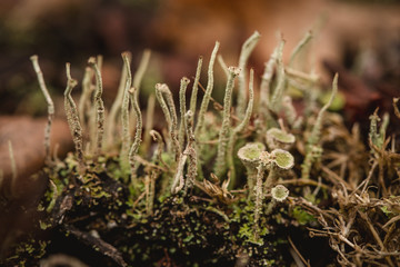 macro moss and fungus 