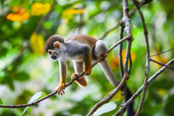 Capuchin monkey on the branches of a tree