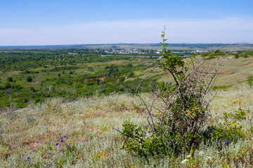 Plant on the hill and panoramic view