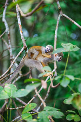 Capuchin monkey female carrying her cub