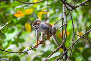 Capuchin monkey on the branches of a tree