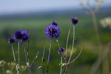 purple plant close - up 