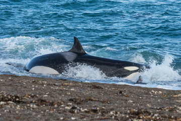 Fototapeta premium Killer whale hunting on the paragonian coast, Patagonia, Argentina
