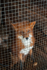 Portrait of a red fox behind bars © Kiryakova Anna