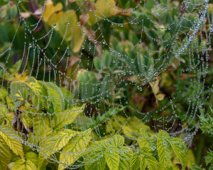 spider web with dew