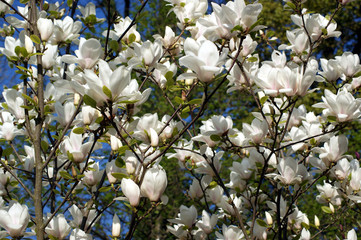 Blooming white magnolias. Background