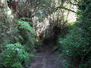 Cobo da Galga nature park with path in beautiful mysterious Laurel forest, laurisilva in the northern part of La Palma, Canary Islands, Spain