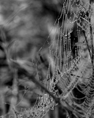 spider web with dew